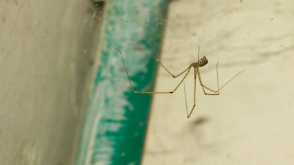 close up of a long leg brown spider