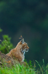 Eurasian lynx (Lynx lynx) © JUAN CARLOS MUNOZ