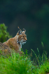 Eurasian lynx (Lynx lynx) © JUAN CARLOS MUNOZ
