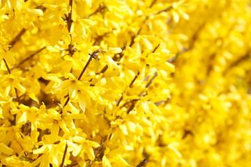 Forsythien