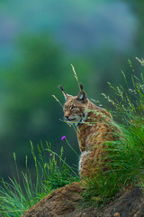Eurasian lynx (Lynx lynx) © JUAN CARLOS MUNOZ