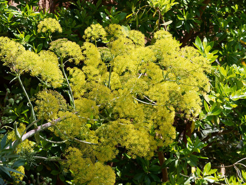 ase f&eacute;tide, ferula, asa foetida, assa-foetica, f&eacute;rule persique, apiaceae, r&eacute;sine, fenouils g&eacute;ants, plante, haute, dress&eacute;e, ramifi&eacute;e, aromate, poudre,  odeur, ar&ocirc;me, odorante, soufre, herbe, aliment, i