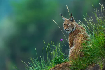 Fotobehang Lynx Euraziatische lynx (Lynx lynx)