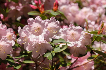 rose Rhododendronblüten