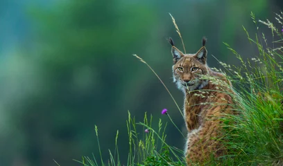 Deurstickers Lynx Euraziatische lynx (Lynx lynx)