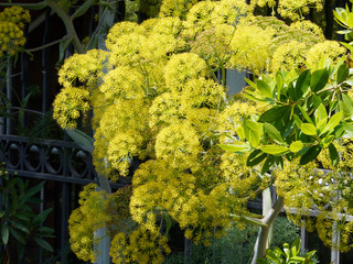 Ase fétide ou férule persique (Ferula asa foetida), une plante sur haute tige ramifiée à...