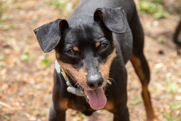 cute pinscher dog in the backyard waiting