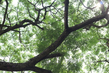 Under the shade of big tree in the park