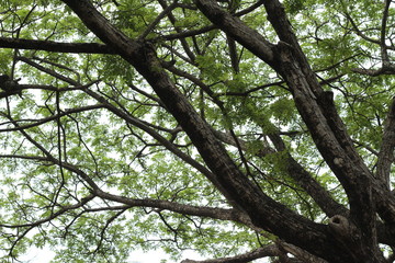 Under the shade of big tree in the park