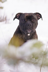The portrait of a serious young brindle Staffordshire Bull Terrier dog posing outdoors in winter