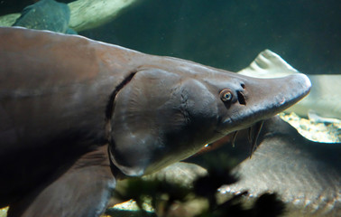 Sturgeon floating in blue water. Underwater photography
