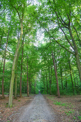 Fototapeta premium Idyllischer Waldweg