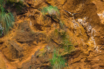 Egyptian Vulture (Neophron percnopterus)
