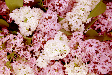 background of white and pink lilac flowers