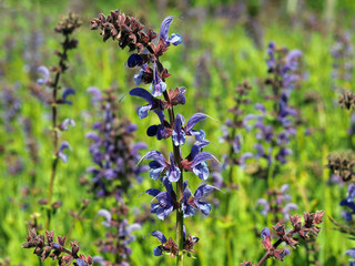 Wiesensalbei