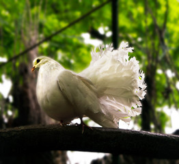 Purebred Dove on a Tree Branch
