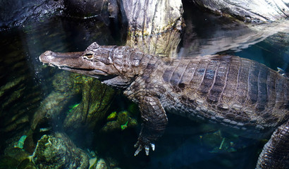 Caiman underwater in the aquarium. Danger animal