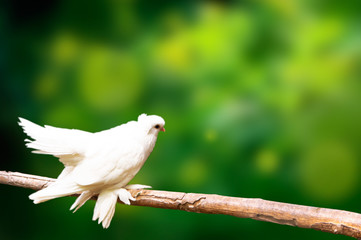 Dove on a tree branch on a green blurred background