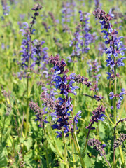 Wiesensalbei