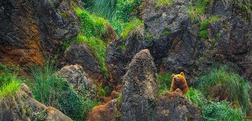Brown bear (Ursus arctos)