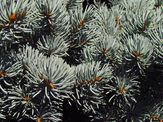 Naklejka na ściany i meble Blue spruce, also named white spruce, Colorado spruce or Colorado blue spruce, close-up of branches with needles and buds, macro