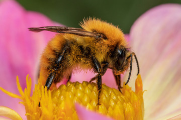 bee on flower