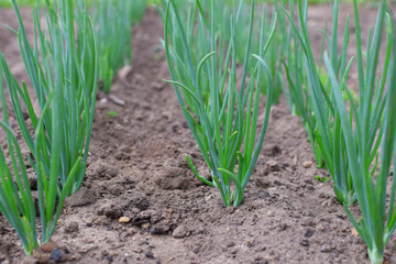 Growing green onion in vegetable garden soil. 