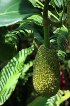 ハラミツ Images Browse 9 Stock Photos Vectors And Video Adobe Stock