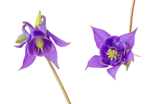 Zwei blaue Akeleien (aquilegia vulgaris), freigestellt