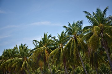 Fototapeta premium coconut tree