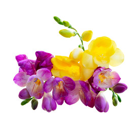 fresh freesia flowers