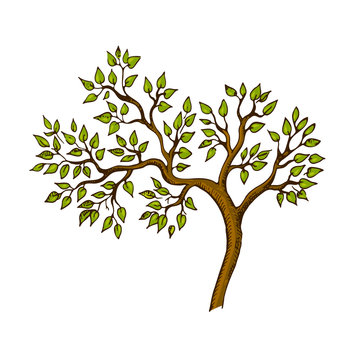 Beautiful graphic tree with green leaves and brown branches. Great element of nature design.