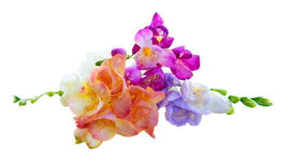 fresh freesia flowers