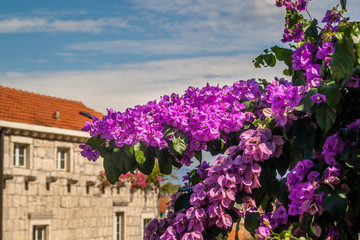 Fototapeta na wymiar The blooming bougainvillea tree and the building in the background. Violet bougainvillea flowers, Korcula Town, Korcula Island, Croatia, Dalmatia. 