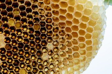 The bee larvae resemble worms. And some of the mature ones are leaving the honeycomb