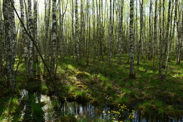 Birch trees of the spring forest in the shadows and the light of the morning sun on the green fresh grass