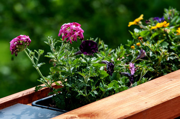 Balkonblumen in einem Blumenkasten 