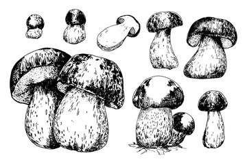 Cep mushrooms vector sketch set - obrazy, fototapety, plakaty