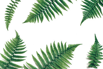 Top view of green tropical fern leaves on white background. Flat lay. Minimal summer concept with fern leaf. Creative copy space