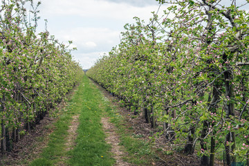 Fototapeta na wymiar Converging rows of low apple trees in an orchard