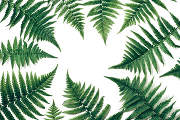 Top view of green tropical fern leaves on white background. Flat lay. Minimal summer concept with fern leaf. Creative copy space