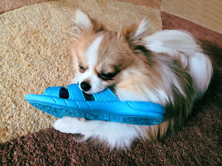 naughty German Spitz who took stole blue Slippers