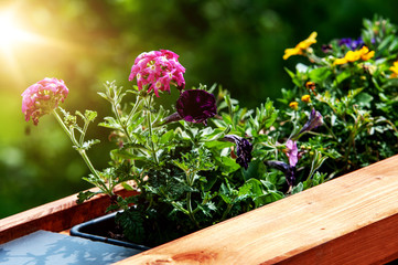 Bepflanzter Blumenkasten auf einem Balkon