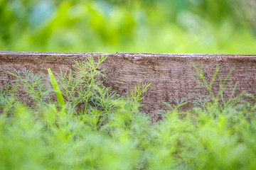 Old wooden background in green grass on outdoors. Natural green background, texture.