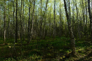 Fototapeta na wymiar Birch trees in the greenery of fresh foliage and spring plants of wildflowers and grass in the light of the morning sun