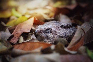 On dusk time, Indian Nightjar chick sleeping at the nest on the ground. Selective focus and free space for text.