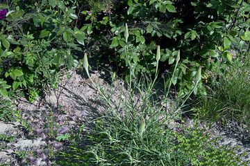 Растительность Мангыстау