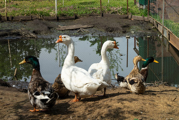Geese and ducks in rural terrain beside pond