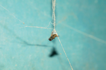 close up of a house fly caught in a spider web