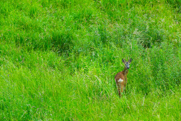 European roe deer (Capreolus capreolus)